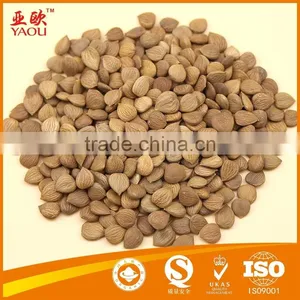 Bitter Apricot Kernels Crop 2015 thumbnail-1
