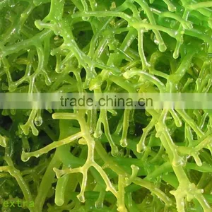 Humic Acid+Amino Acid Granular thumbnail-2