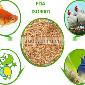 Pet Food Manufacturer Best Quality Chicken Feed Mealworm thumbnail-1