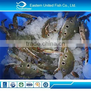 Hot Sale Wholesale Red-Spotted Swimming Crab thumbnail-1