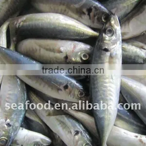 100-150g Frozen Horse Mackerel Fish thumbnail-1