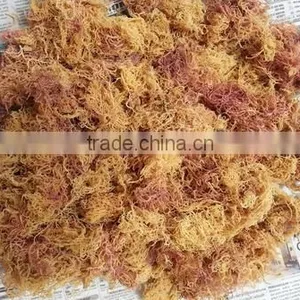 Eucheuma Spinosum With High Quality thumbnail-1