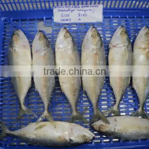 Indian Mackerel / Frozen Indian Mackerel / Vietnam Seafood thumbnail-1