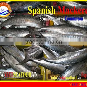 W/R FROZEN SPANISH MACKEREL thumbnail-1