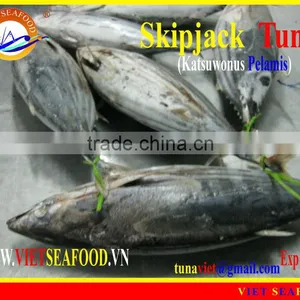 FROZEN SKIPJACK TUNA WHOLE ROUND thumbnail-1