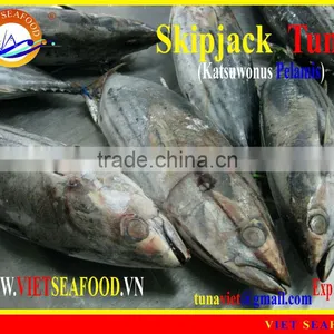 FROZEN WHOLE ROUND SKIPJACK TUNA thumbnail-1