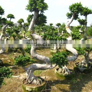 Ficus Microcarpa Big S Shape thumbnail-1
