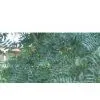 Hydroxytyrosol thumbnail-1