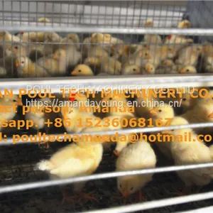 Oman Chicken Farm H Type Automatic Chicks Cage & Pullet Cage in Brooding Room With Poultry Climate Control thumbnail-1