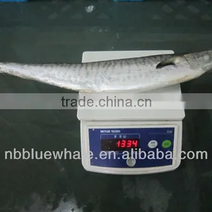 1000-2000g Spanish Mackerel Scomberomorus Niphonius thumbnail-1