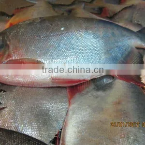 FROZEN POMFRET (FRESH WATER) thumbnail-1