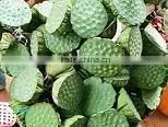 Lotus Seed Pod thumbnail-1