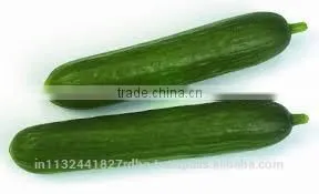 Fresh Cucumber India/cucumber Exporter From India/english Cucumber thumbnail-5