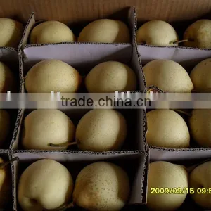 Ya Pear thumbnail-1