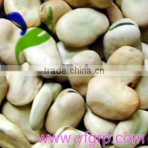 Dried Fava/ Faba Beans/ Broad Beans thumbnail-1