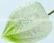 Physalis Peruviana-PU Fleur Artificielle thumbnail-1