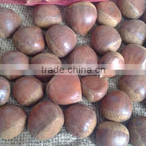 Good Reputation of Chinese Fresh Chestnut in Shell. thumbnail-4