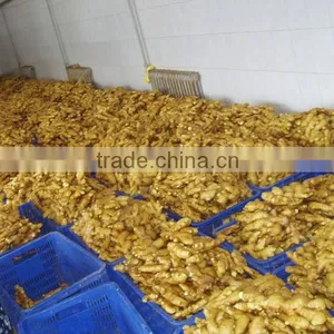 VIETNAM OLD FRESH GINGER SUPPLIER COMPETITIVE PRICE thumbnail-3