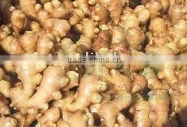 Fresh Ginger thumbnail-1