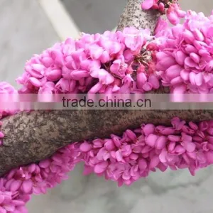 2016 High Germination Rate Chinese Redbud Seeds For Planting thumbnail-6