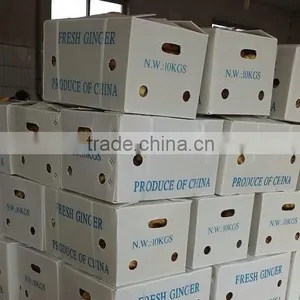 2015 New Crop Fresh Ginger, Air Dry Fresh Ginger, Chinese Fresh Ginger Price thumbnail-5