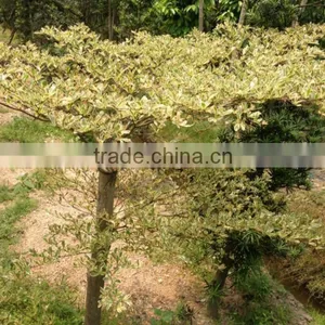 Terminalia Mantaly Tricolor Tree, Outdoor Plant, Variegated Madagascar Almond thumbnail-6