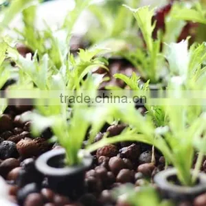 Expanded Clay Soil For Roof Garden,lightweight Expanded Clay Aggregate thumbnail-6
