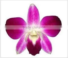 Thailand Best Quality D-004 Dendrobium Sonia Orchid thumbnail-1
