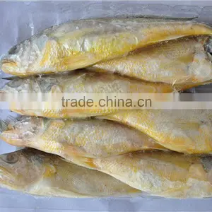 Frozen Yellow Croaker Delicious Seafood thumbnail-3