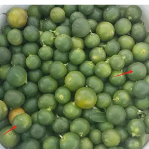 Green Lime Fruit Sorting Grading Machine Sorter Grader Machine Line Classifying Machines thumbnail-1