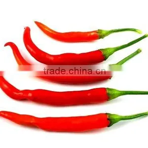 100% Pure & Natural Capsicum Oleoresin GMP / ISO thumbnail-1