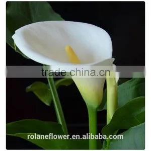 Beautiful Natural Fresh Cut Colorful Calla Lily Flowers for Decoration thumbnail-1