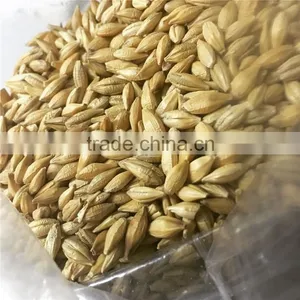 Australia Barley Malt Can Provide to Beer Factory thumbnail-1