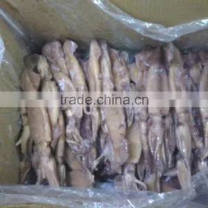 Illex Squid W/R thumbnail-3
