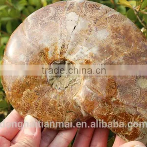 Wholesale Large Snail Fossils/Gemstone Jewelry/Gemstone Art Crafts thumbnail-4