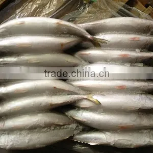 Frozen Whole Round Mackerel Size 200-300g/pcs for Sale thumbnail-1