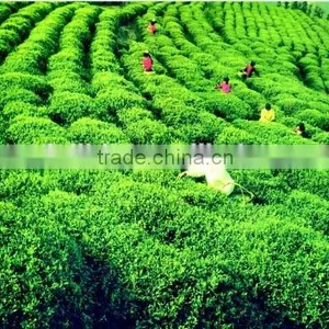 Matcha Tea Powder 400-800mehsh thumbnail-2