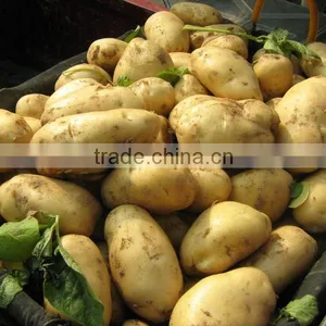 Chinese Fresh Potato thumbnail-1