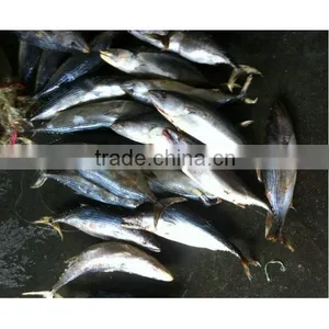 Bonito Fresh Whole Tuna for Sale thumbnail-1