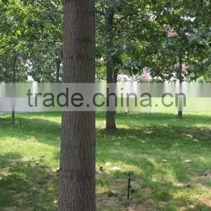 High Quality Paulownia Seed 9501 Seed For Paulownia Plants/Paulownia Elongata Seeds/paulownia Kawakamii thumbnail-5