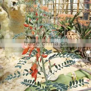 Sutherlandia Frutescens 1 thumbnail-1