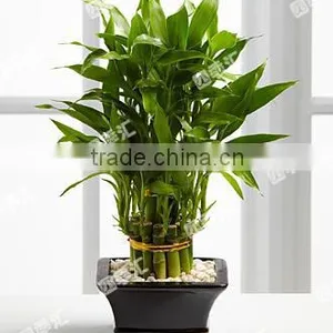 Indoor Decorative Ornamental Bonsai Plants of Dracaena Sanderiana thumbnail-2