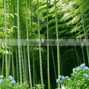 Phyllostachys Heterocycla (Carr.) Mitford Cv. Pubescens & Bamboo thumbnail-1