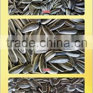 Chinese Factory Sunflower Seeds New Crop for Sale Price thumbnail-1