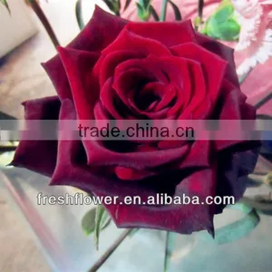 Wholesale Fresh Cut Flowers of Black Rose From Kunming thumbnail-1