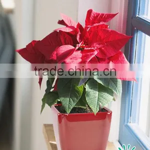 Wholesale Customized Square Fashion Garden Balcony Flower Pots for Sale thumbnail-1