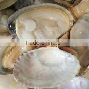 High Quality Frozen Short Necked Clam thumbnail-1