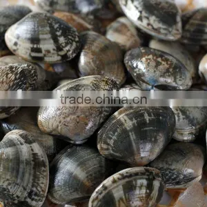 Froen Clams thumbnail-1