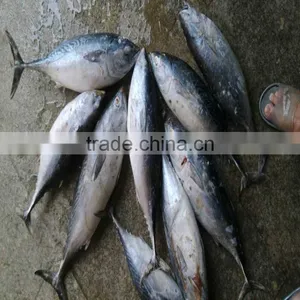 Fish Bonito Tuna Frozen Eastern Little Tuna 750G+ for Sale thumbnail-1