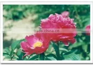 Herbaceous Peony Plant Root Fu Gui Hong thumbnail-1